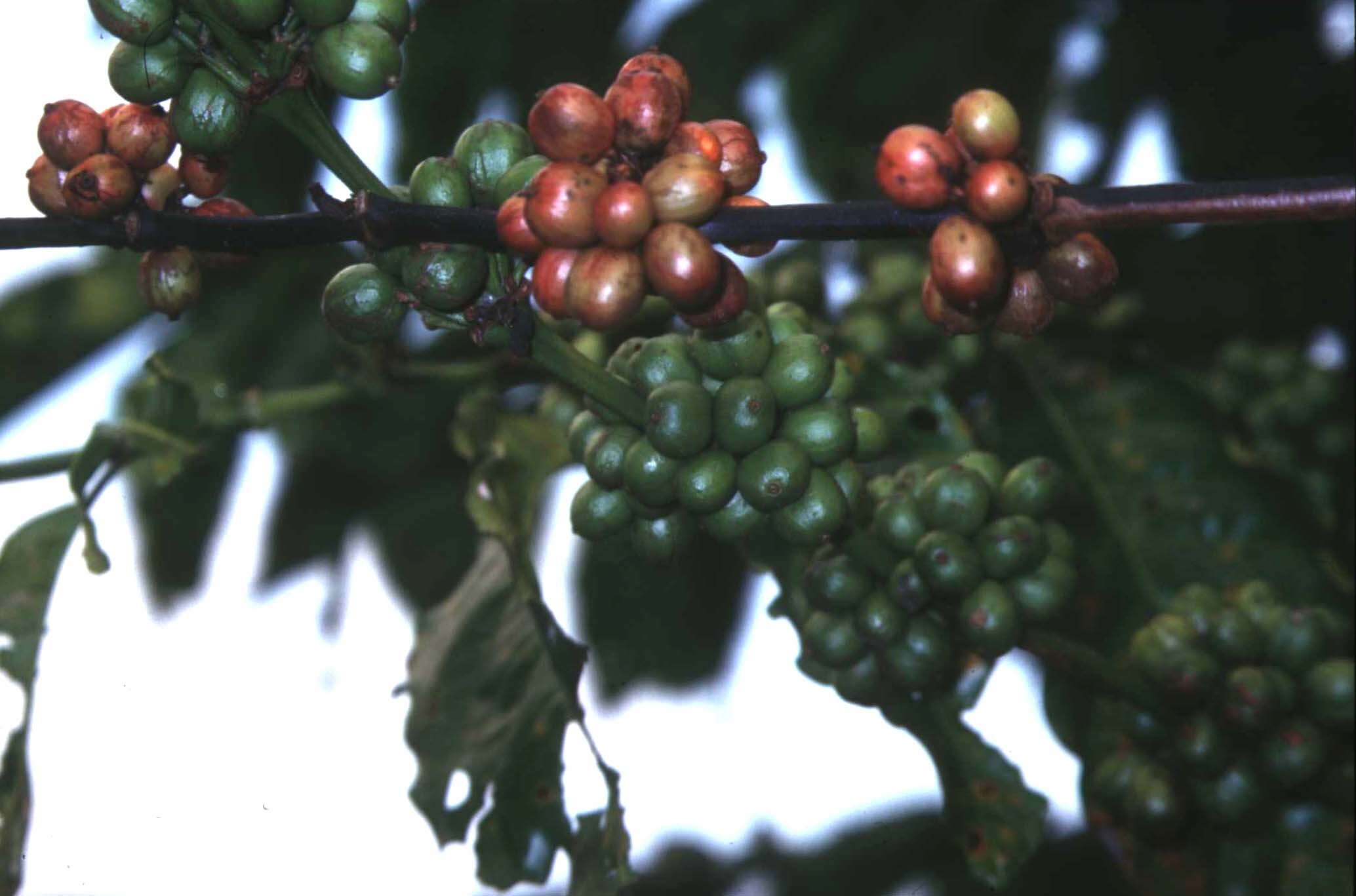 70yearold coffeekilling fungus brought back to life to fight the